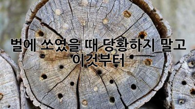벌에 쏘였을 때, 당황하지 말고 이것부터!